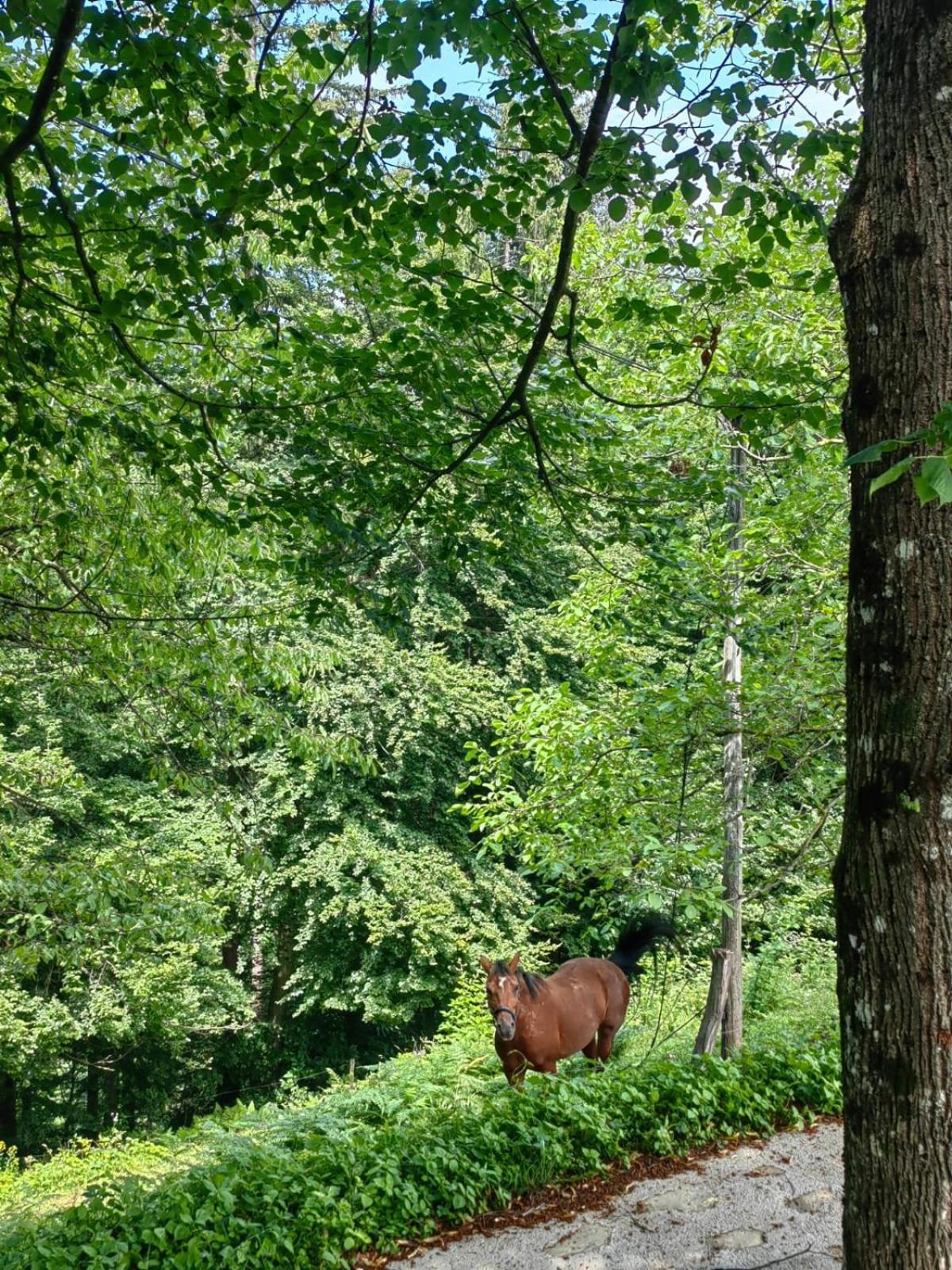 Apartmán Healing Farm Gorenja Vas  Exteriér fotografie